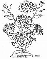 Coloring Zinnia Pages Flower Drawing Flowers Tulip Silhouette Printable Clipart Getdrawings Getcolorings Three Color Bears Visit Book sketch template
