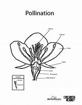 Pollination Coloring Bud Designlooter Pdf 1200px 43kb sketch template