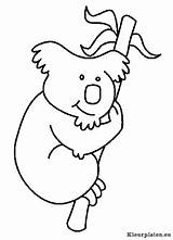 Kleurplaat Koala Beertjes Colorat Koalas Beertje Dieren Planse P02 Bears Ursulet Coloring Imagini Animaatjes Primiiani Desene Downloaden Vriend Uitprinten Sc sketch template