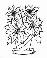 Poinsettia Pflanze Colorir Stelle Ausmalbild Poinsetia Bico Papagaio Letzte Seite Aguiar às Florero Sonhando sketch template