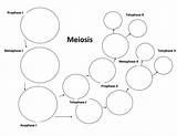 Meiosis Mitosis Stages Biology sketch template