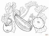 Coloring Squash Pages Printable sketch template