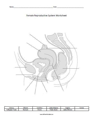 33 Male Reproductive System Diagram Unlabeled Wiring Diagram Database