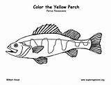 Perch Coloring Yellow Exploringnature sketch template