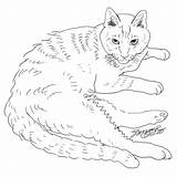 Cat Coloring Tabby Cats Color Pages Big Cat8 sketch template