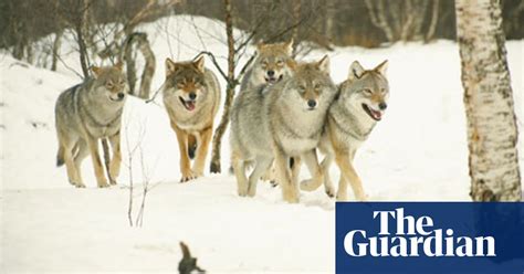 norway s plan to kill wolves explodes myth of environmental virtue