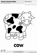 Super Flashcards Cows Pig Crafts Learning Flashcard sketch template