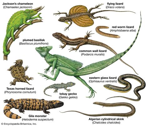 lizard definition types characteristics classification facts