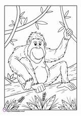 Orangutan Mewarnai Hewan Utan Anak sketch template