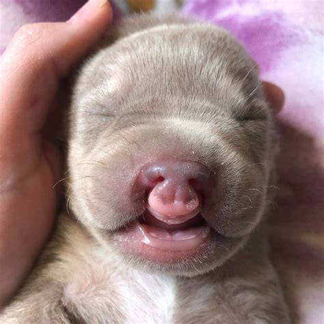 cleft palate dogs  puppies rescue