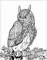 Hibou Colorare Coloriage Gufi Hiboux Gufo Colorier Owls Eulen Adulti Coloriages Mandala Branche Malbuch Erwachsene Eule Joli Arbre Justcolor Horned sketch template