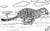 Cheetah Kleurplaten Kleurplaat Leopardos sketch template