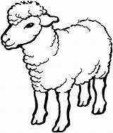 Coloring Pages Sheep Printable Kids Lamb Face sketch template