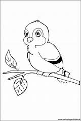 Vogel Ast Malvorlagen Ausmalbilder Malvorlage Ausdrucken Waldtiere Tieren Nest Datei sketch template