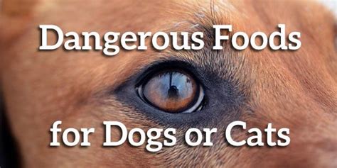 dangerous foods  dogs  cats peta dangerous foods  dogs dog food recipes