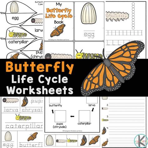 life cycle   butterfly worksheet  printable worksheets