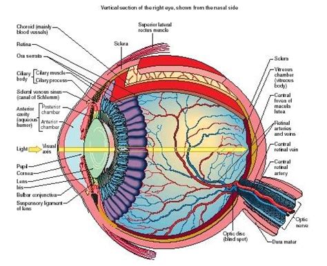 health care human eye anatomy pics