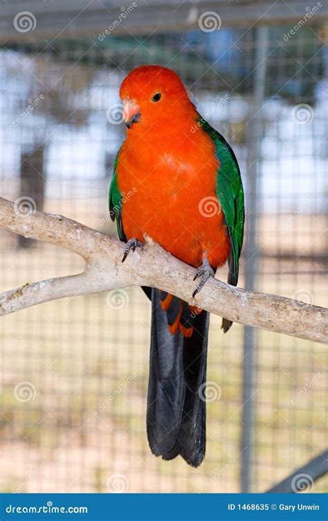 orange parrot stock image image  aviary australian