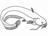 Catfish Flathead Mustache Colouring Bluegill Malvorlage Tail sketch template
