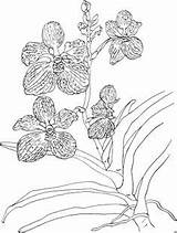 Pages Orchid Orchids sketch template