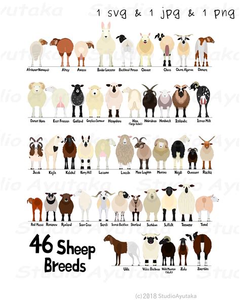 breeds  sheep chart svg png jpg  etsy
