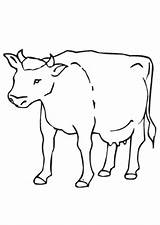 Kuh Bauernhof Ausmalbilder Ausmalen Malvorlagen Rinder Tiere Rind Adler Kostenlose Kühe Feld sketch template
