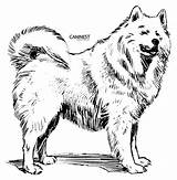 Samoyed Draw Husky Hunde sketch template