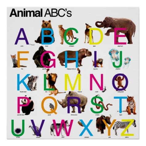 animal abc poster zazzle