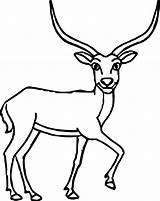 Antelope Wecoloringpage sketch template