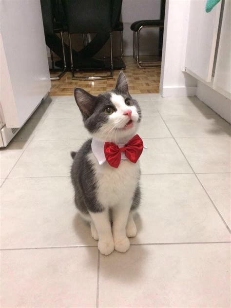 i m a simple man i enjoy cats and i enjoy bow ties and i especially enjoy cats with bow ties