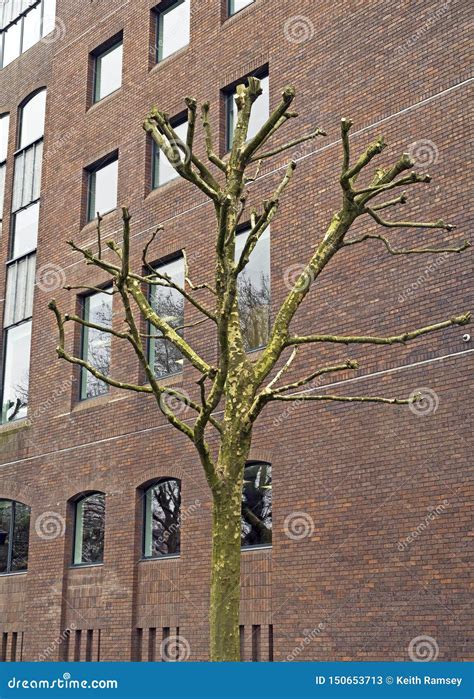 een onlangs gesnoeide boom  bristol het uk stock afbeelding image