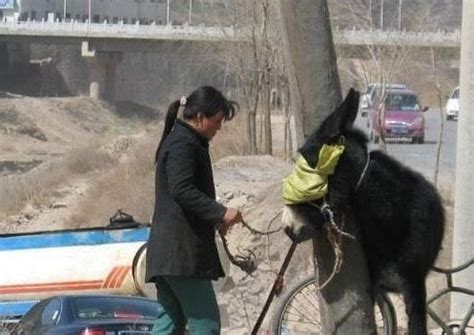 chinese woman killing  goat sheep slaughtering sacrifice festival   october  year