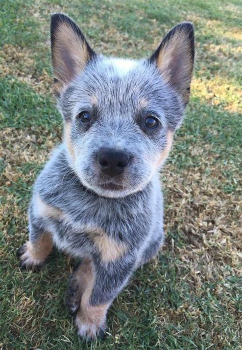 beautiful cattle dog puppy cattle dogs rule blue heelers red heeler cute puppies dogs