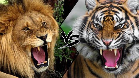 Lion Vs Tiger [who Would Win] Youtube