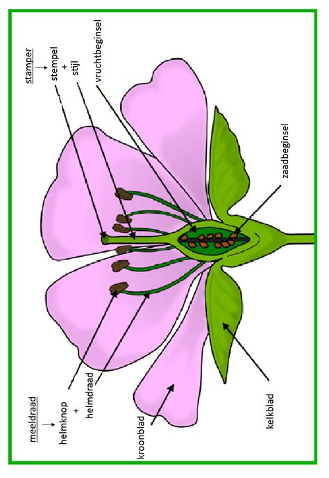 delen van een bloem vertaald parts   flower diagram   flower parts   plant