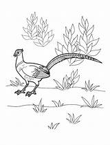 Faisan Pheasant Fagiano Coloriage Colorkid sketch template