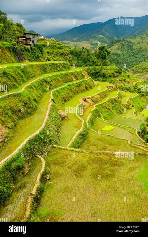 The Rice Terraces Of Banaue Unesco World Heritage Site Northern Stock