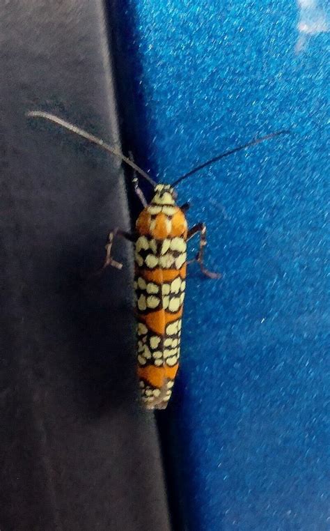 Does Anyone Know The Name Of This Type Of Insect Pecan St