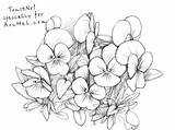 Flower Drawing Pansy Pansies Coloring Drawings Draw Line Step Flowers Pages рисунки Sketch Getcolorings цветы Sketches Pencil Printable Paintingvalley Color sketch template