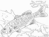 Coloring Bass Fish Pages Guadalupe Fishing Freshwater Largemouth Walleye Striped Spotted Drawing Trout Printable Kids Basses Brook Arapaima Big Colouring sketch template