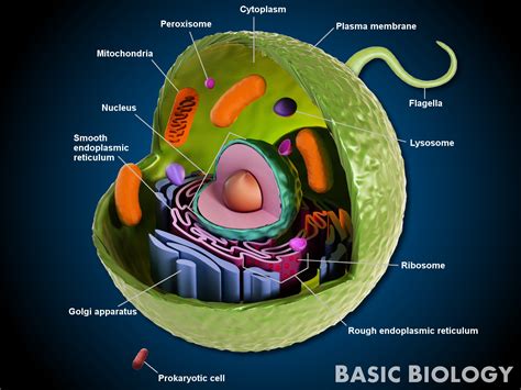 animal cells basic biology