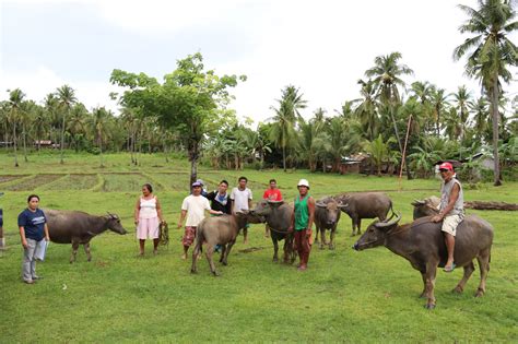 cpg native carabao conservation current status    philippine carabao center