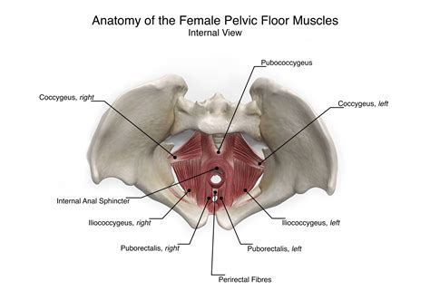 Aimee Hutchinson Female Pelvic Floor Anatomy