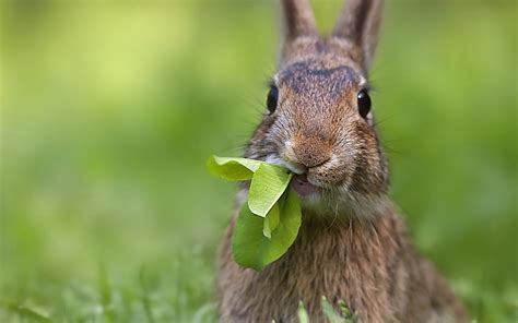 eating rabbit wallpaper