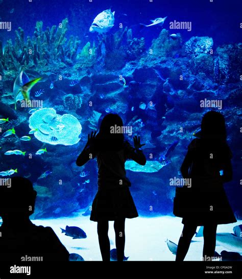 people  fish  aquarium stock photo alamy