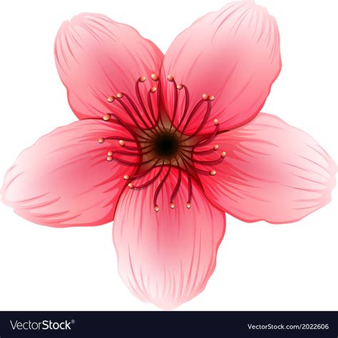 pink  petal flower royalty  vector image