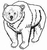 Bear Clipart Drawing Clip Library Colouring sketch template