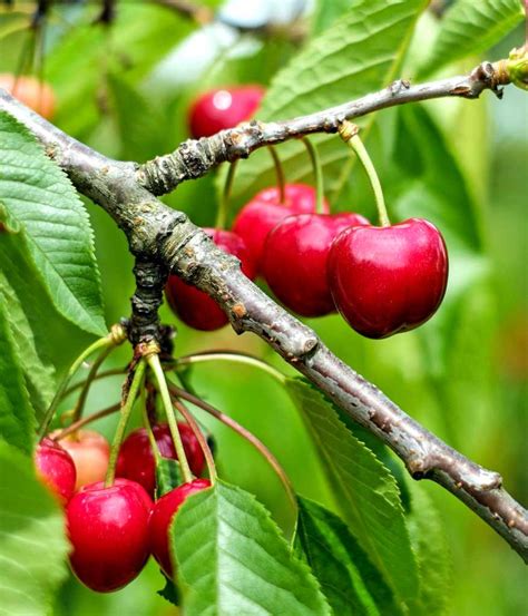 cherry tree planting pruning  advice  caring    varieties