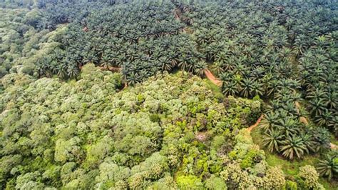 Perkebunan Sawit Bersertifikasi Rambah Hutan Dalam Jumlah