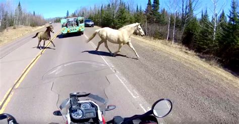 motorcyclist s scenic cruise brought to sudden halt by stampede of wild